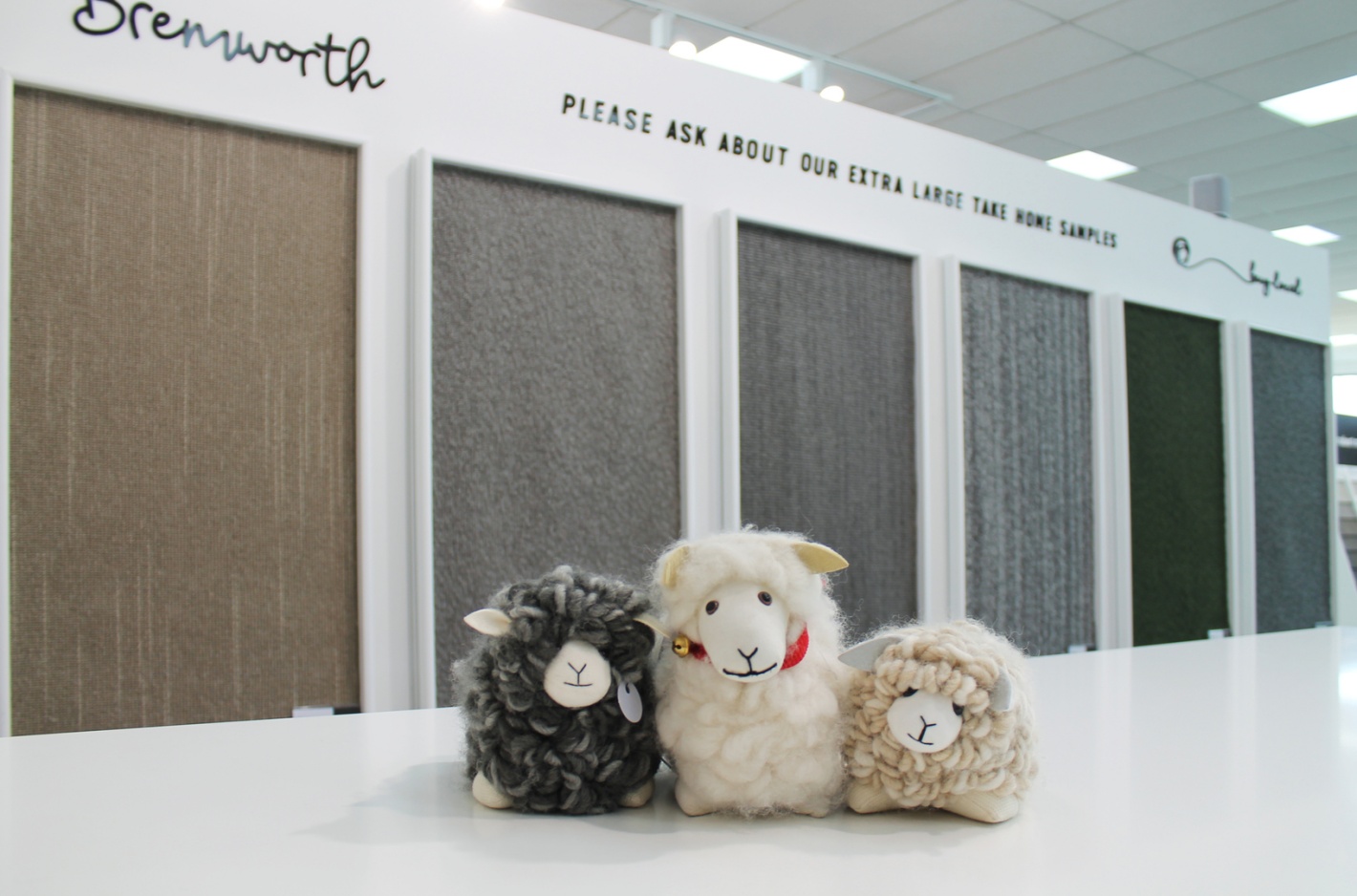 Bremworth Wool Sheep pose with carpet samples